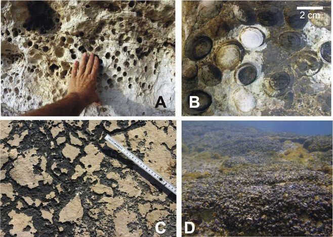 Bioerosion - an overview | ScienceDirect Topics