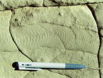 Bioerosion - an overview | ScienceDirect Topics